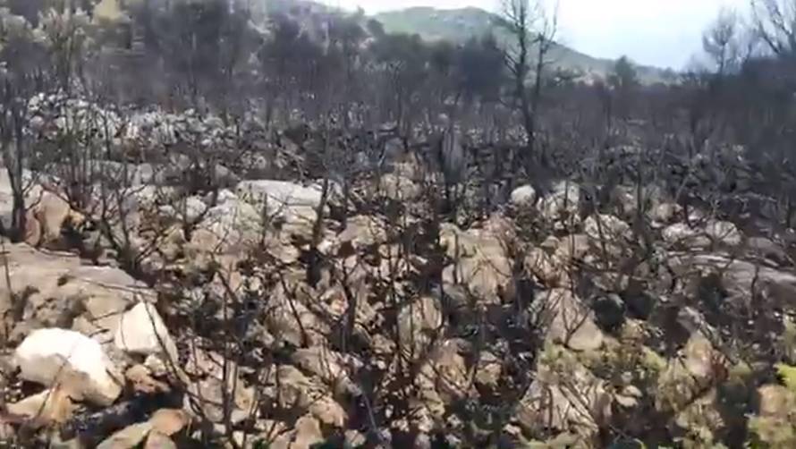 Scene totalnog uništenja: Tu je nekoć bila gusta borova šuma