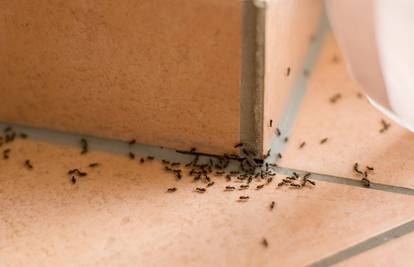 Kako se riješiti mrava u domu?
