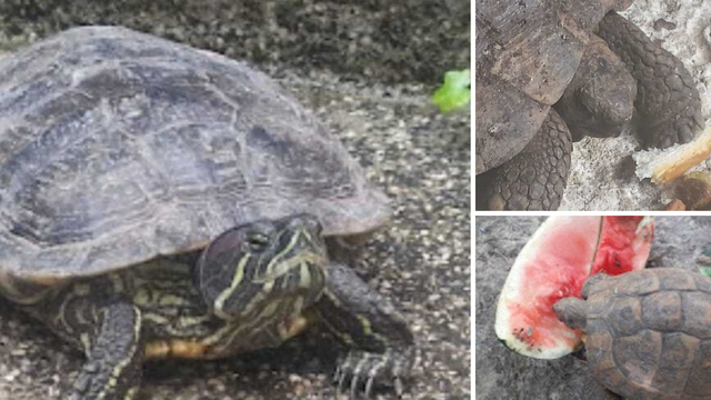 Misterij odbjegle kornjače kod Generalskog Stola: Prošetala 3.7 kilometara u godinu dana
