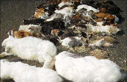 Irska: U autu pronašao 70 mrtvih životinja 