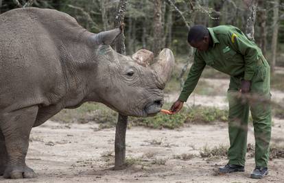 Ima nade za bijelog nosoroga: Ženka u SAD-u uspjela začeti