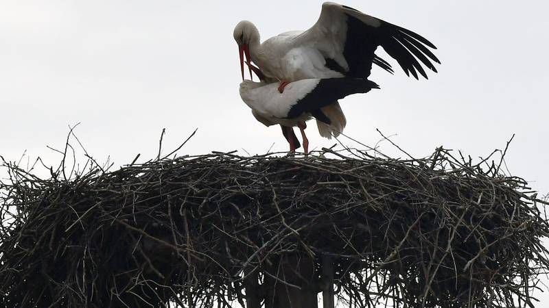 Vratile se rode: 'Klepetan je doveo Snajku u gnijezdo'