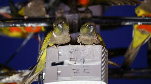 An Argentine town battles a parrot invasion