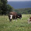 Sve je manje muznih krava na hrvatskim farmama: Pada i broj svinja, ovaca, koza i peradi...