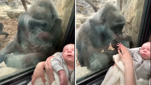 Pogledajte video: Majka došla u zoološki vrt s bebom, gorila dovela mladunče da ga pokaže
