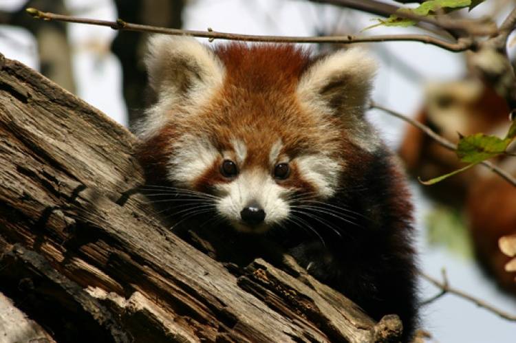 Mladunci pandi iz zagrebačkog ZOO-a: Najviše vole bambus
