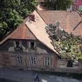 Tajni vrt u Zagrebu raste sam: Krov krasi mnoštvo čuvarkuća