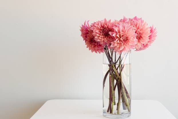 Pink dahlias in glass vase on table