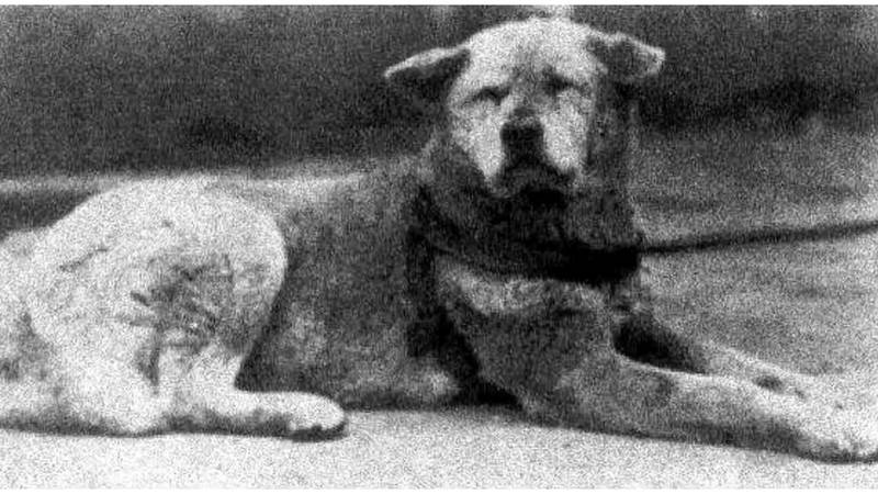 Hachikō je stigao na svijet prije čak 102 godine. Ovo je priča o najvjernijem psu na svijetu...