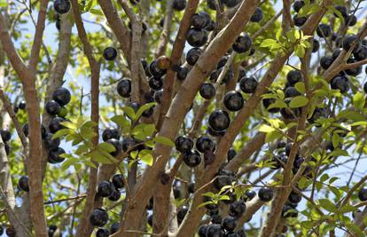 Brazilsko grožđe ne raste na granama, nego na deblu stabla