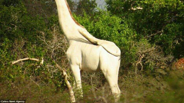 Ubili dvije iznimno rijetke bijele žirafe, ostala je još samo jedna