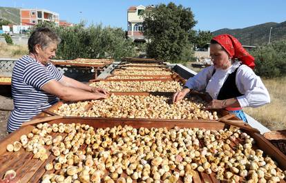 Sušenje smokava na tradicionalan način u Grebaštici