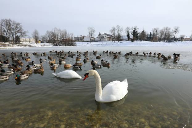 Sveta Nedelja: Zimska idila na jezeru Kipišće