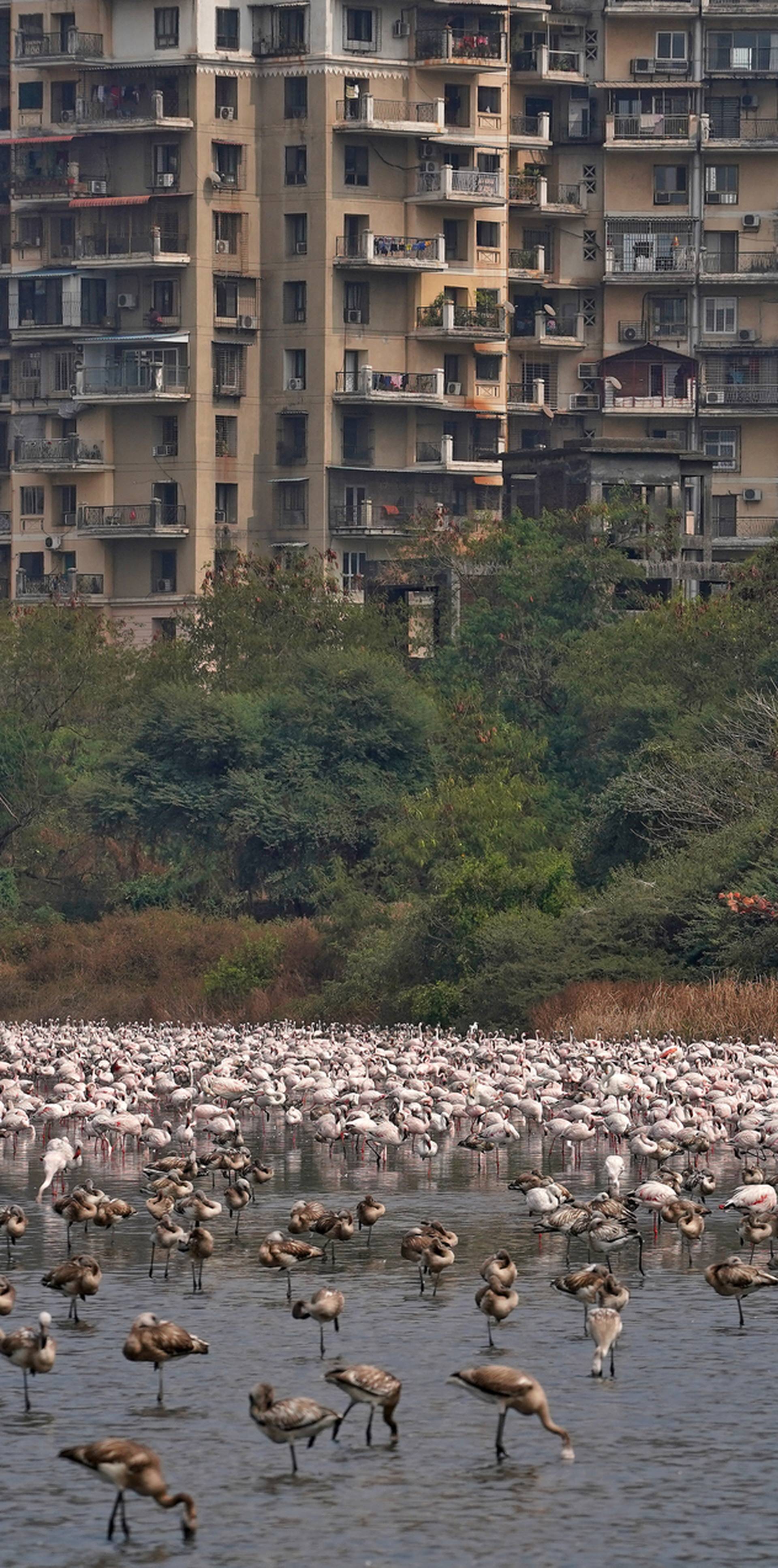 A flock of flamingos is seen in the Talawe wetland against the backdrop of residential buildings in Navi Mumbai