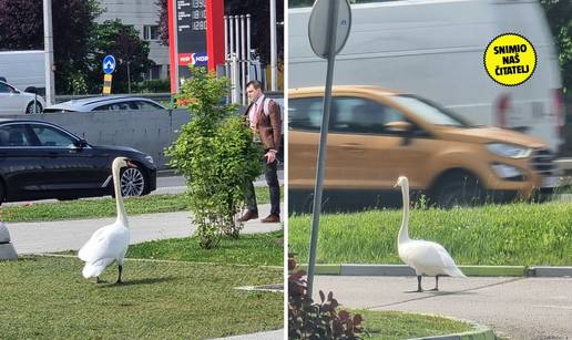 FOTO E moj labude! Došao je na Slavonsku aveniju vidjeti pošto je benga: 'Bio je kao gospodin'