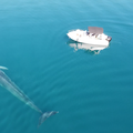Šime, zvijer od 30 tona. Kitu u Velebitskom kanalu stigao je prijatelj: 'Nešto ih drži ovdje'