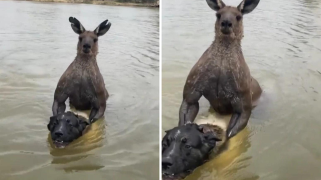 VIDEO Klokan u Australiji htio utopiti psa u rijeci, napao i vlasnika: 'Pusti ga, jesi me čuo'