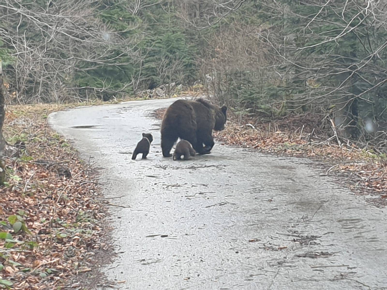 Mama, ne mogu više hodati, bi li me mogla odnijeti u šumicu?