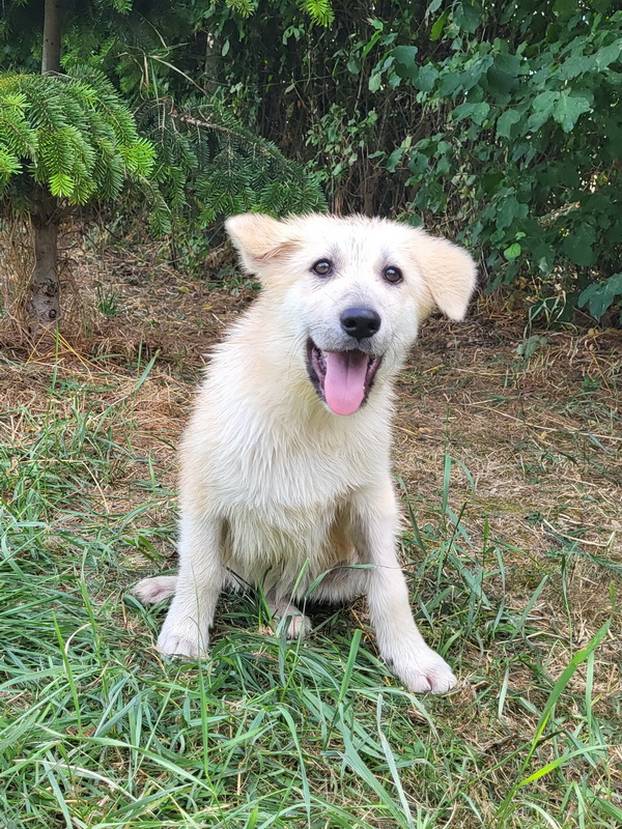 FOTO Ovi preslatki psići u Noinoj Arci čekaju samo vas da ih udomite
