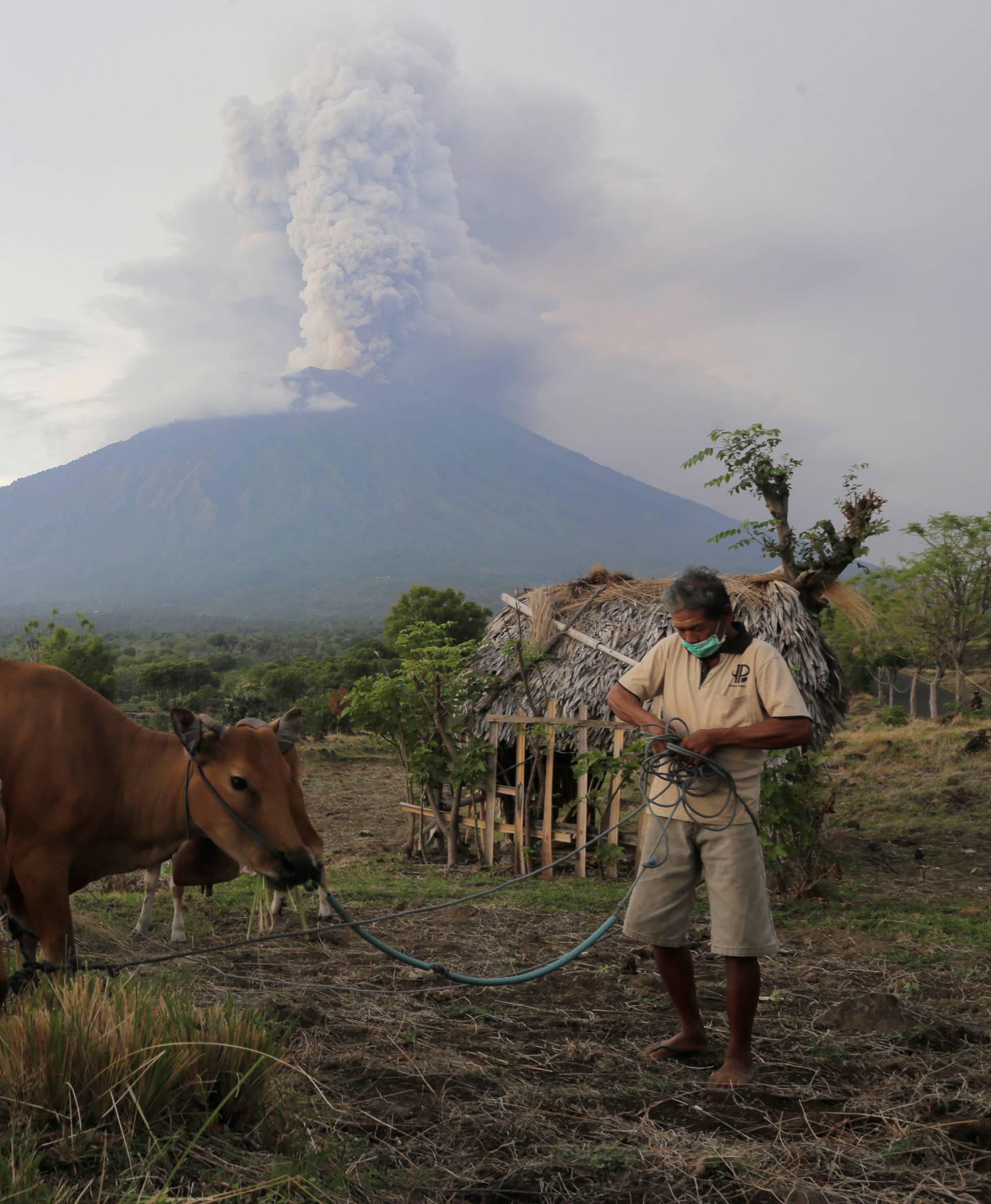 A farmer walks with his cattle as Mount Agung volcano erupts in the background in Karangasem, Bali