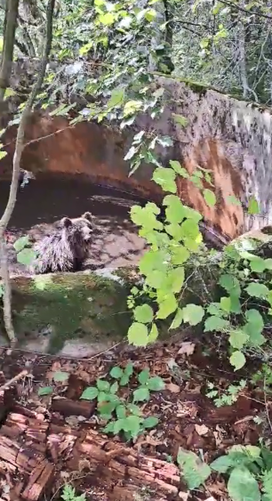 VIDEO Medvjedić upao u bunar, spasio ga lovac i njegova obitelj