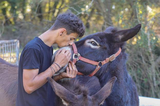 Vodnjan: Za Naj kozu 2025. godine izabrana je koza Jelena, vlasnika Mattea Muškovića 