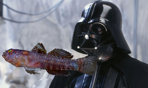 Tamna strana Sile iz dubina! Znanstvenici otkrili novu ribu, nazvali su je Darth Vader