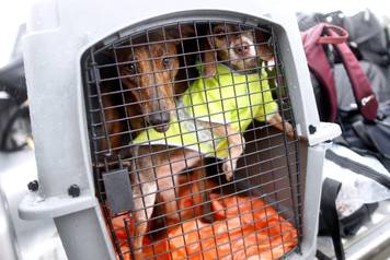 Dogs are seen in a kennel after being rescued from the flood waters of tropical storm Harvey in east Houston