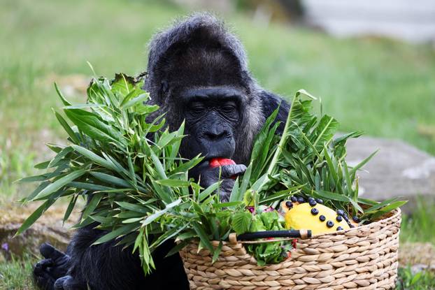Fatou the Western lowland gorilla celebrates her 68th birthday in Berlin
