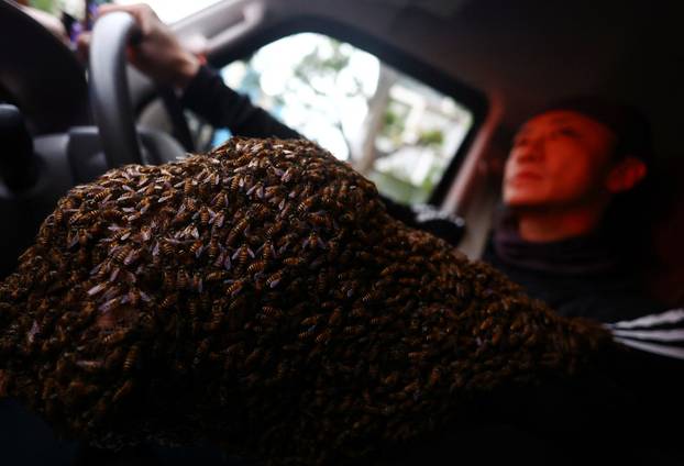 Bee rescuer Clarence Chua drives back to his apiary with a hive of bees swarmed around his hand holding the queen bee in a container in Singapore