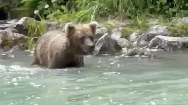 Veliki medvjed kupao se na par metara od turista na Aljasci