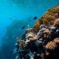 Šokantno izvješće: Uskoro će nam nestati kisika u oceanima