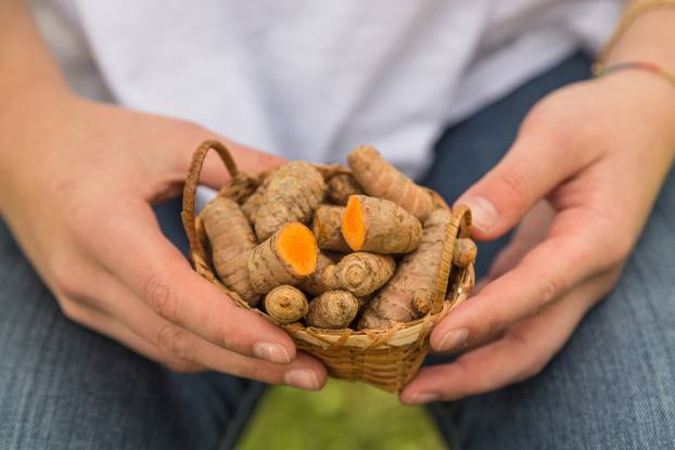 female hands holding fresh root turmeric