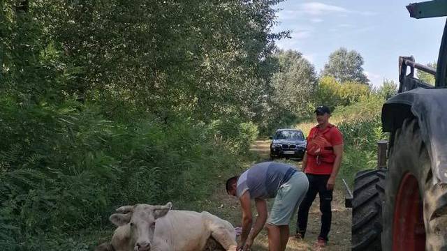 HGSS-ovci su spasili zarobljenu kravu uz obalu rijeke Save