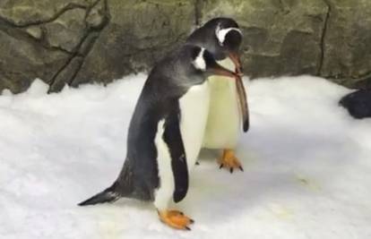 Gay pingvini podigli mladunca, sada će 'usvojiti' još jedno jaje