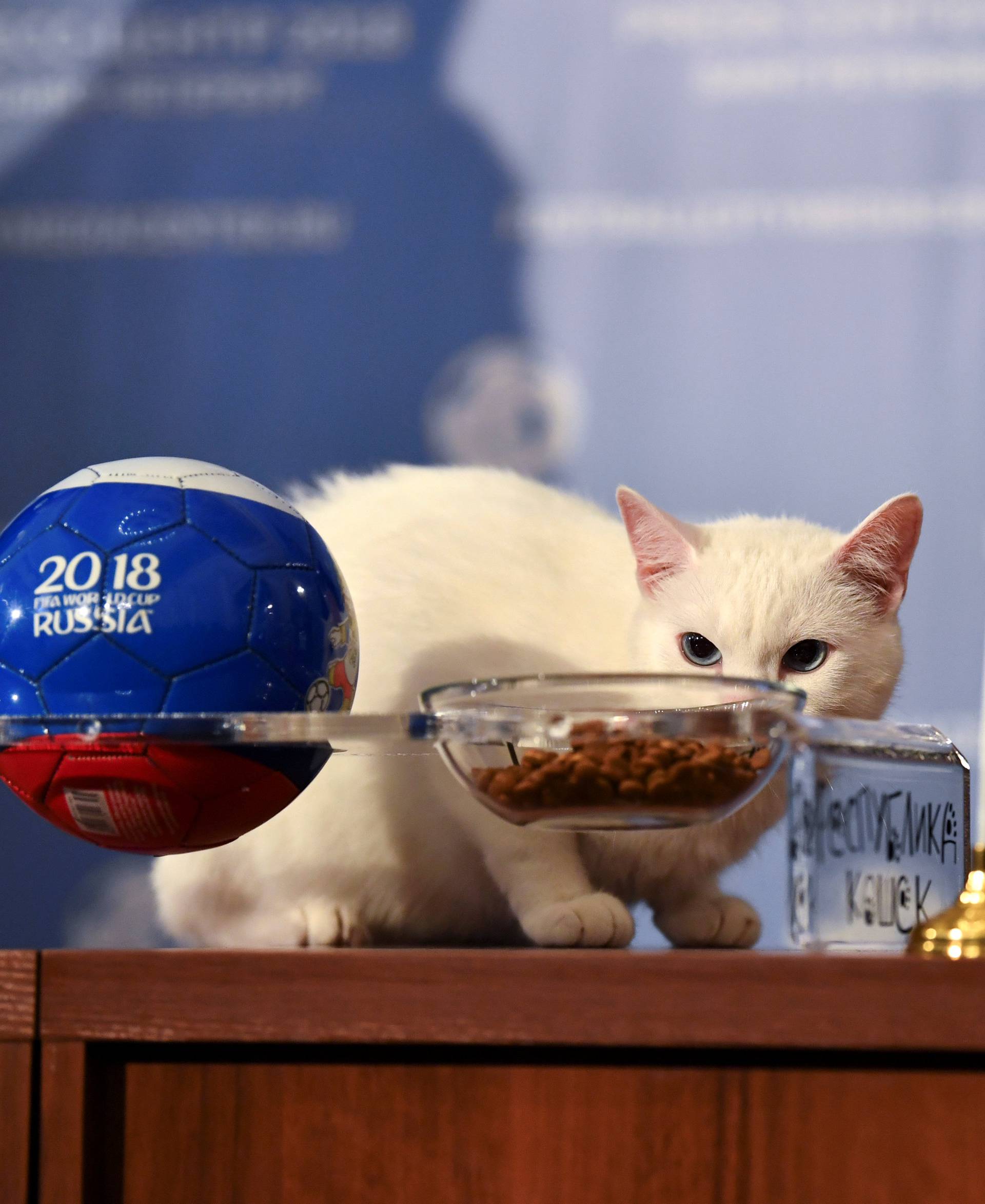 Achilles the cat attempts to predict the result of the opening match of the 2018 FIFA World Cup between Russia and Saudi Arabia in Saint Petersburg