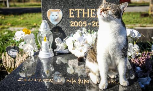 FOTO Ovako u Zagrebu izgleda groblje kućnih ljubimaca, danas ga je posjetio i jedan mačak...