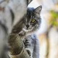 Pokretanje posla: Znate li kako "spustiti mačku sa stabla"?