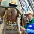 Arla Foods i DMK Group grade najveću mljekarsku zadrugu, povezat će 12 tisuća mljekara