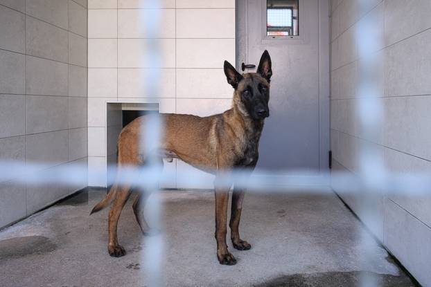 U skloništu Dumovec održan je prvi Dumovečki buvljak na kojem su građani mogli posjetiti sklonište te upoznati pse i mačke