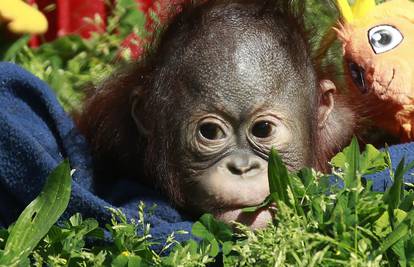 Zoo u Madridu svijetu pokazao preslatkog orangutana Booa 