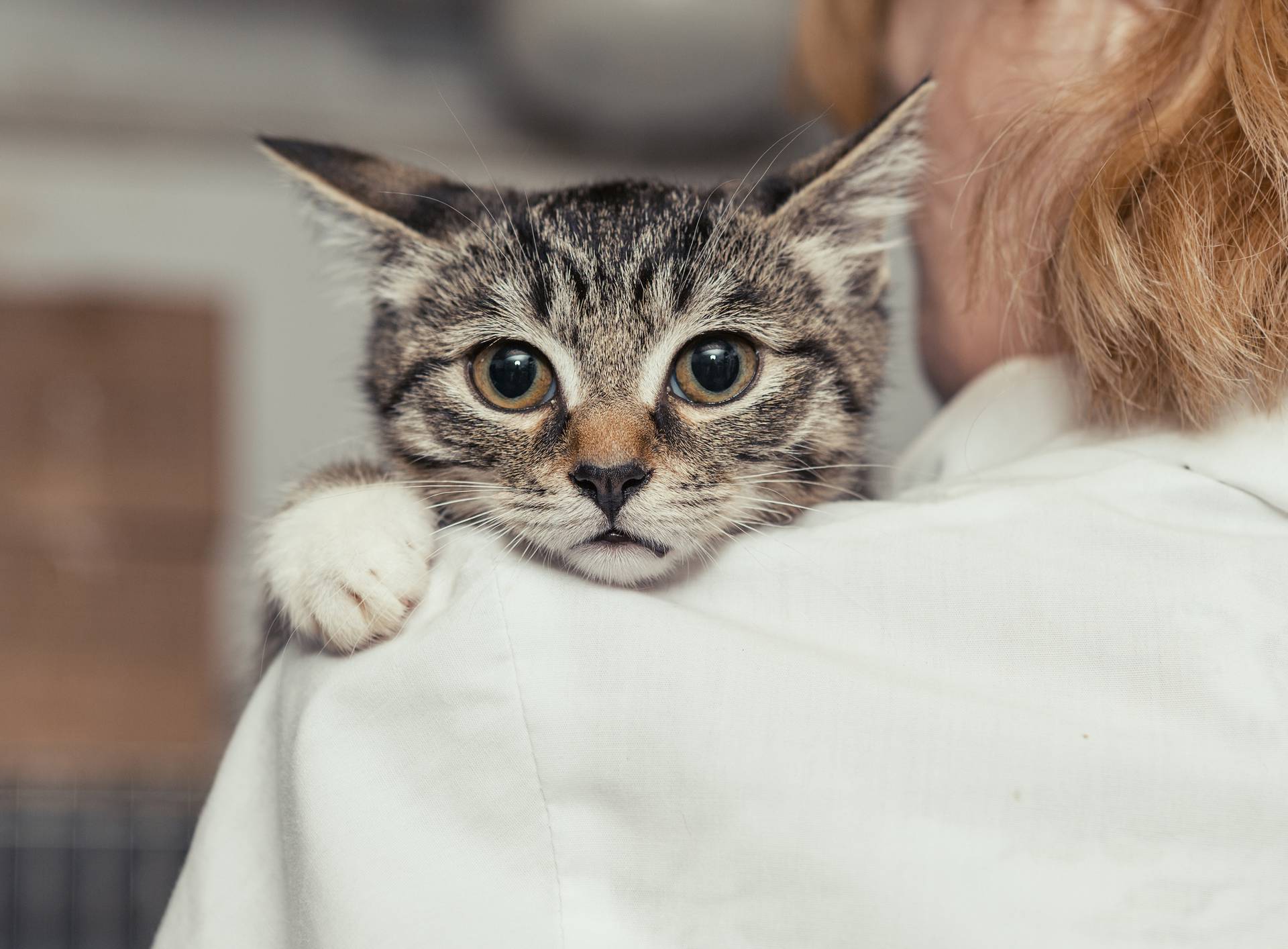 Small kitten into the hands of the physician