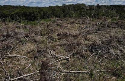 Krčenje Amazonije doseglo je rekordnu razinu u ovoj godini