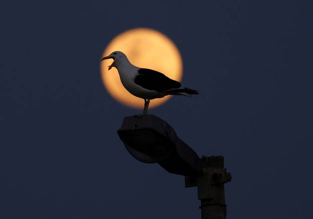 A seagull stands on a lamp post during a full moon known as the 'Blue Moon' in Cape Town