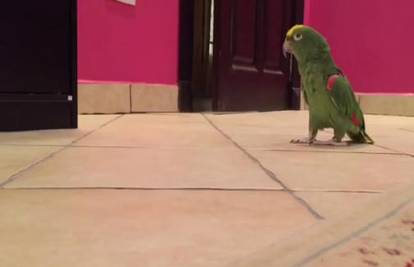 Ako papagaji imitiraju vlasnike njegovog bi voljeli upoznati
