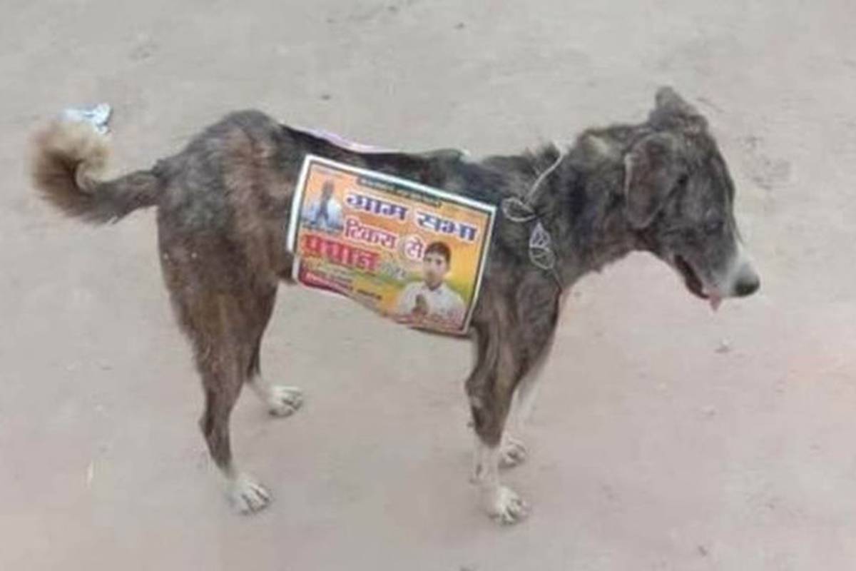 Odavno nismo vidjeli ništa bizarnije: Političari koriste pse lutalice kao hodajuće reklame