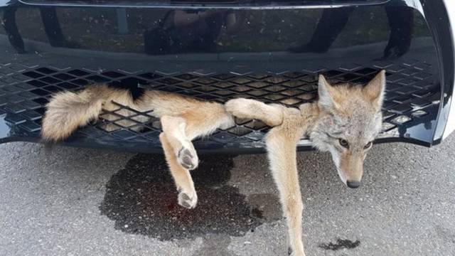 Udario ga auto: Kojot zaglavio u braniku, prošao bez ozljeda