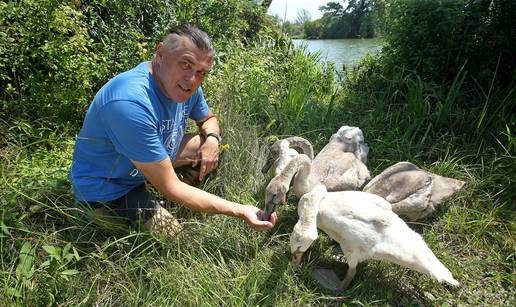 Ostali su siročići: ‘Netko nam truje labudove i vidre u jezeru’ 