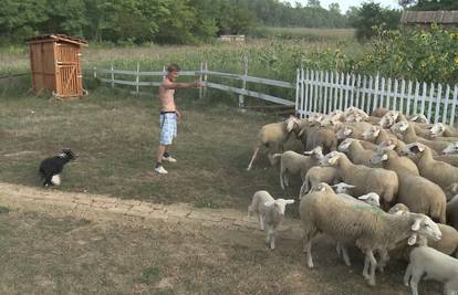 Farmeri morali čuvati ovce: Pobjegle su im nakon par sati