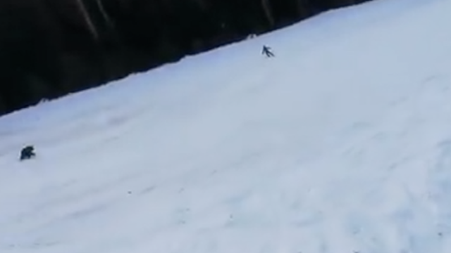 VIDEO Skijaša na brdu počeo loviti medvjed, a ljudi na žičari vrište kako bi ga otjerali